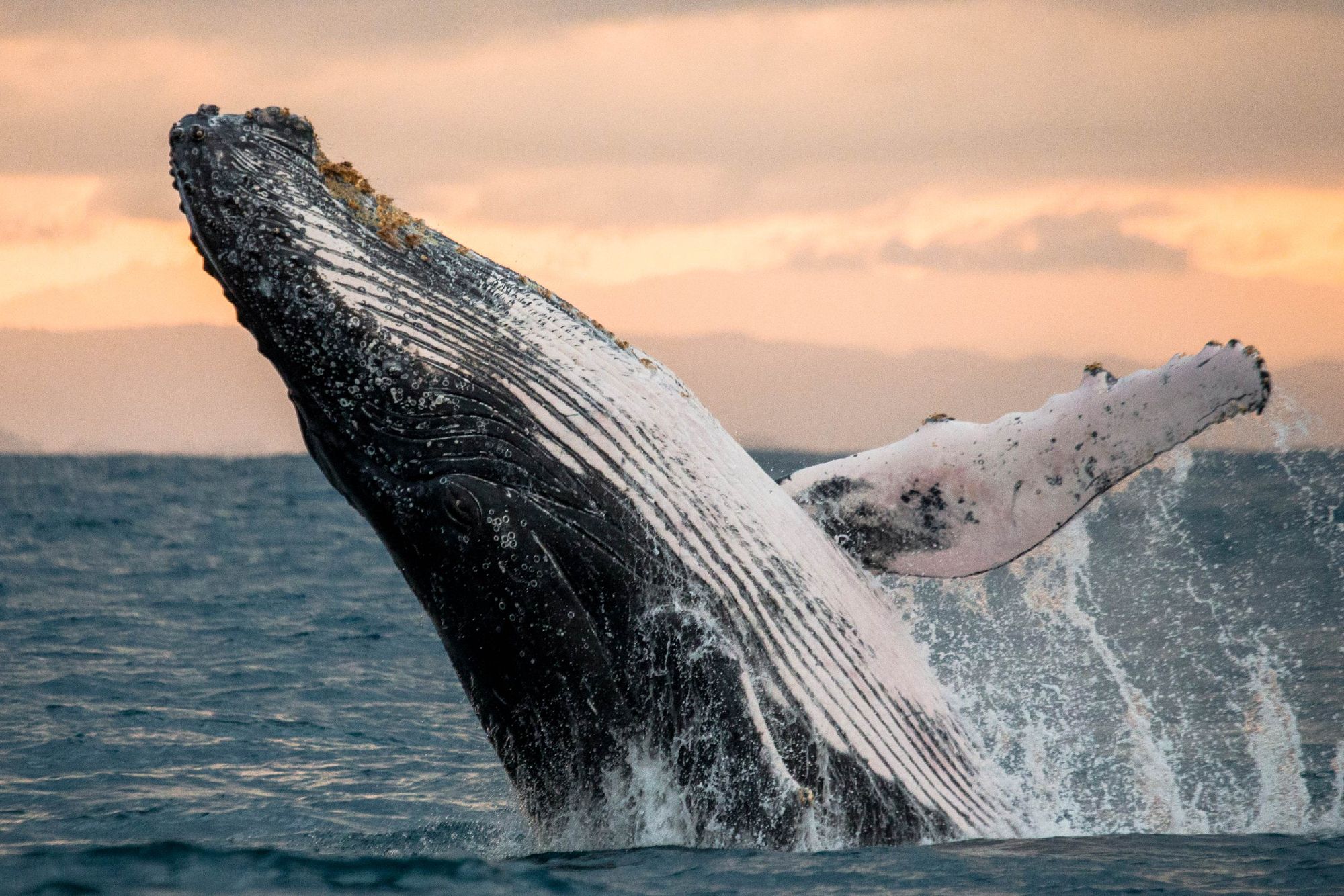 Whales are coming to life, as evidenced by today's transaction of 4,997 BTCs