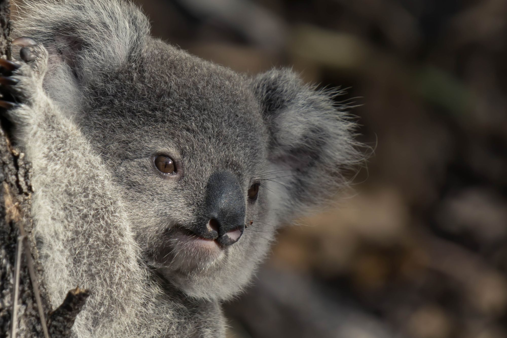 NFTs Saving Koalas