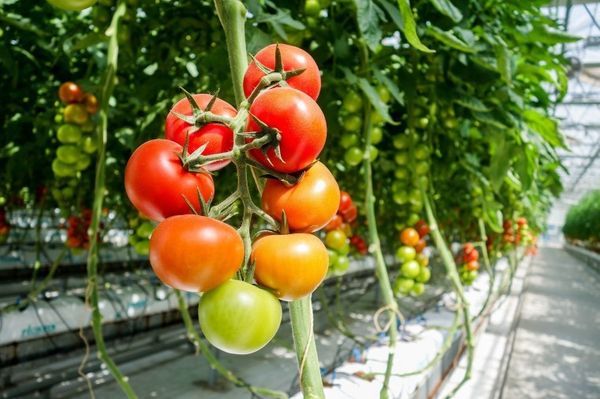 Bitcoin mining grows tomatoes and soon other fruits and vegetables too